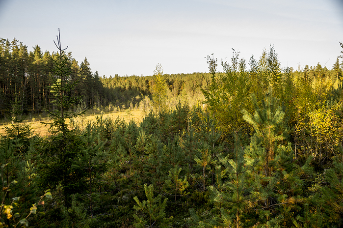 4213829__DSC8595 (700x464, 464Kb)
