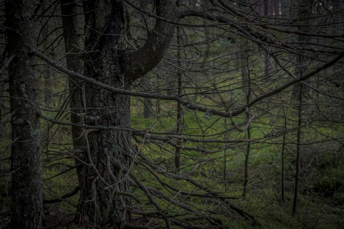 4213829__DSC8606 (700x465, 273Kb)