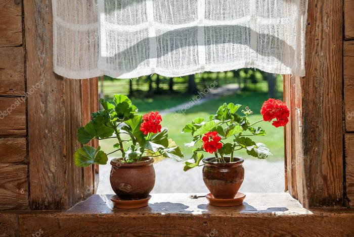 depositphotos_55317555-stock-photo-geranium-flowers-on-the-window (700x470, 383Kb)