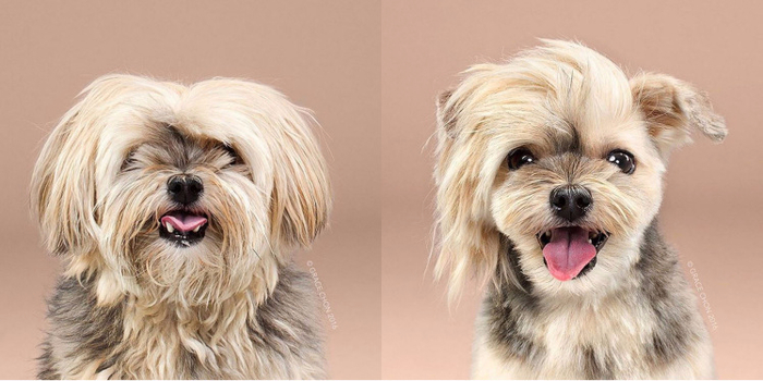 dog-transformation-before-and-after (700x350, 240Kb)