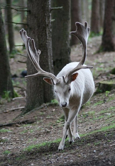 Олень выглядывающий из за дерева фото