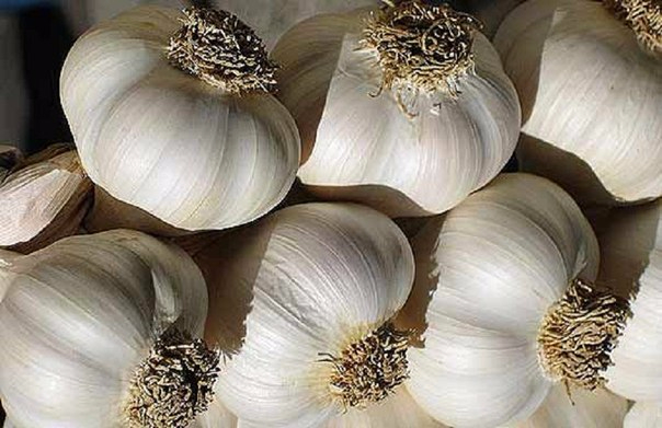 хранение чеснока (604x391, 186Kb)