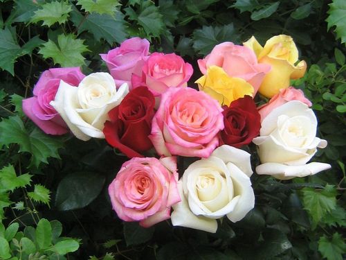 Beautiful-Color-roses-18577527-500-375 (600x475, 40Kb)