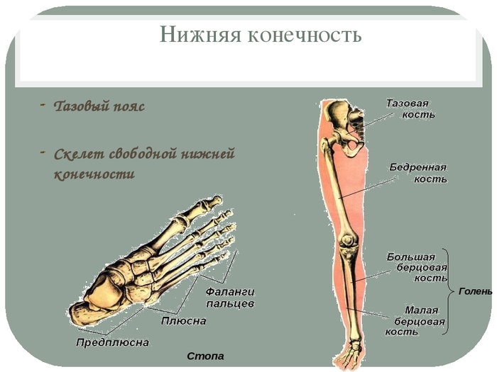 Соединения нижних конечностей. Предплюсна нижней конечности. Презентация на тему нижних конечностей. Кости нижних конечностей плюсна. Кости свободной нижней конечности плюсна.