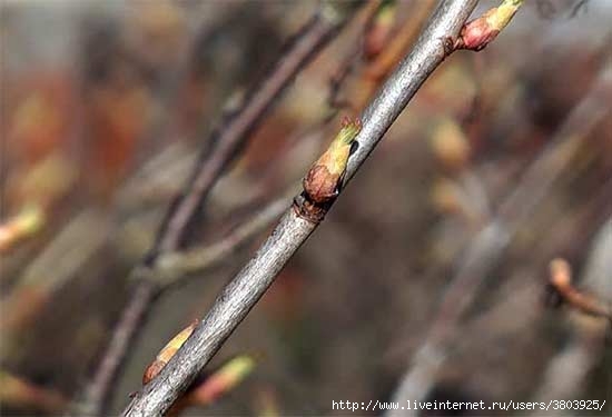 buds-on-currant (550x375, 77Kb)