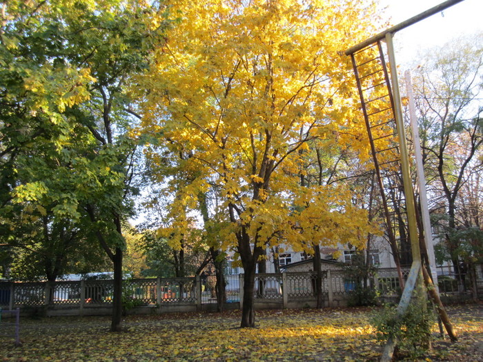 IMG_2702 (700x525, 200Kb)