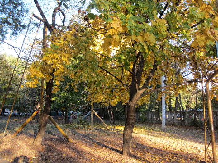 IMG_2703 (700x525, 200Kb)