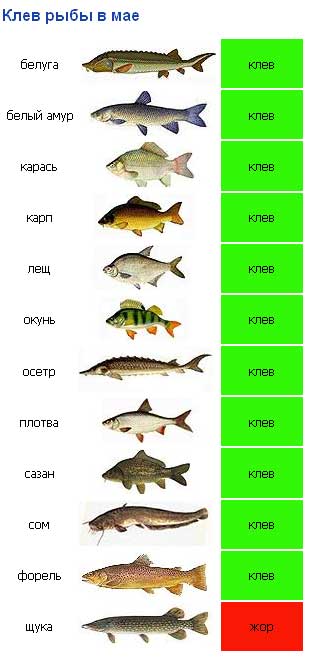 Карта клева форели