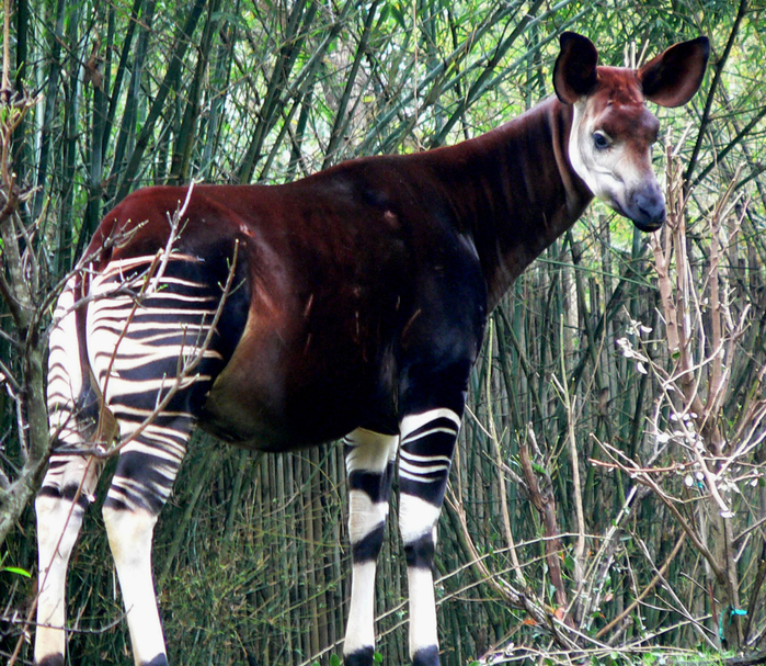 Okapi2_Set_of_Strange_Looking_Animals-s1707x1482-395534 (700x607, 702Kb)