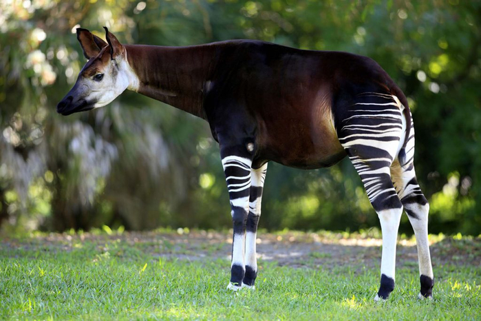 Okapi-Wahji-Paaji-1024x683 (700x466, 353Kb)