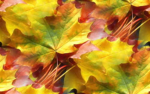 137309194_Wa11papersru_autumn_landscapes_1920x1200_006 (500x313, 178Kb)