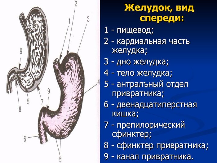 Передняя стенка пищевода