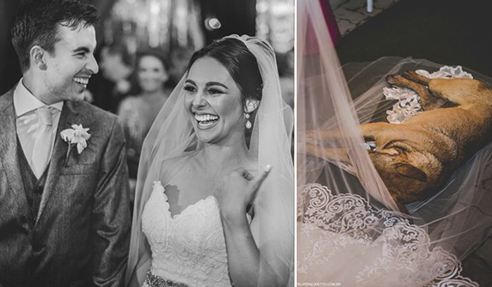 wedding-dog-12 (700x409, 178Kb)