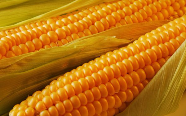 corn-600x375 (600x375, 205Kb)