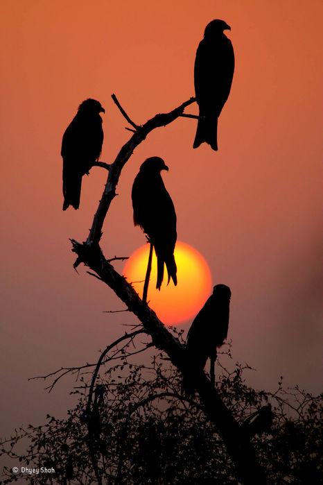 wildlife-photographer-of-the-year-2017-natural-history-museum-68-59e85f4f7517b__880 (466x700, 48Kb)