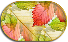makro-listya-osen-svet (240x150, 82Kb)