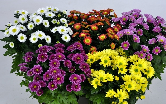 kartinki24_ru_pot_flowers_37 (700x437, 155Kb)