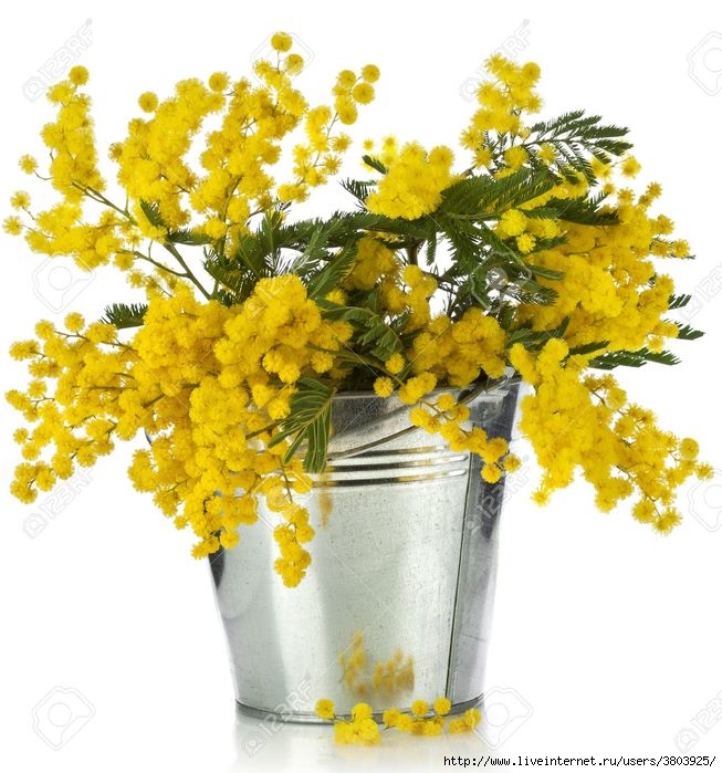 18932170-bouquet-mimosa-acacia-flowers-in-a-bucket-of-zinc-isolated-on-white-background-Stock-Photo (653x700, 242Kb)