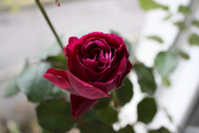 4052195_IMG_6665 (700x466, 158Kb)