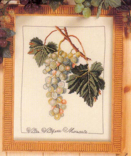 Botanical grape (428x509, 68Kb)