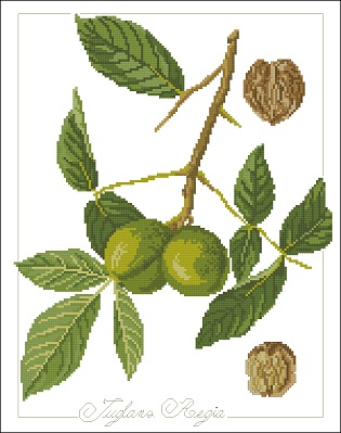 Botanical walnut (315x399, 49Kb)