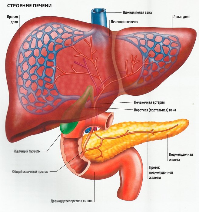 Что такое печень, и каковы ее функции?  138193919_PECHEN