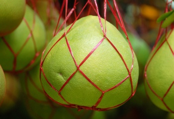 5898970_Pomelo_v_setke (350x240, 33Kb)