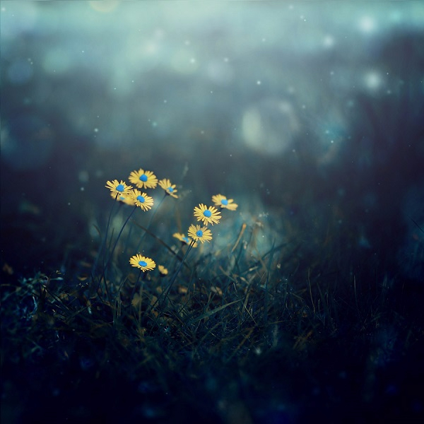 daisies_in_the_moonlight_by_ajkabajka-d769wd7 (600x600, 254Kb)