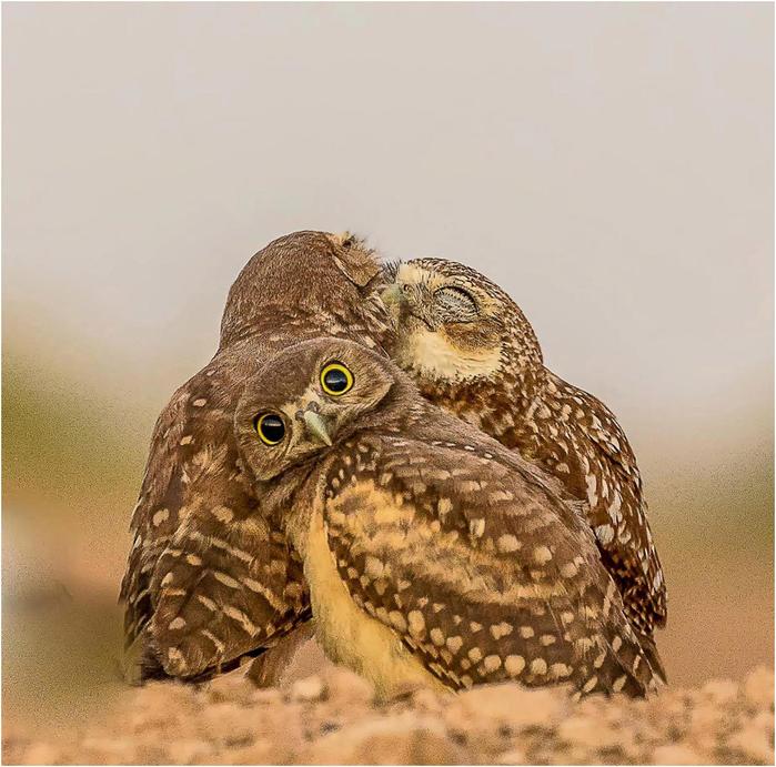 Необычный конкурс Comedy Wildlife Photography Awards 2017