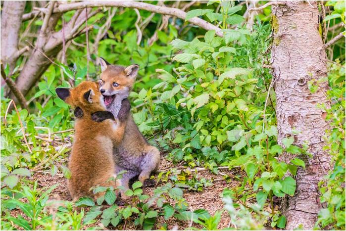 Необычный конкурс Comedy Wildlife Photography Awards 2017