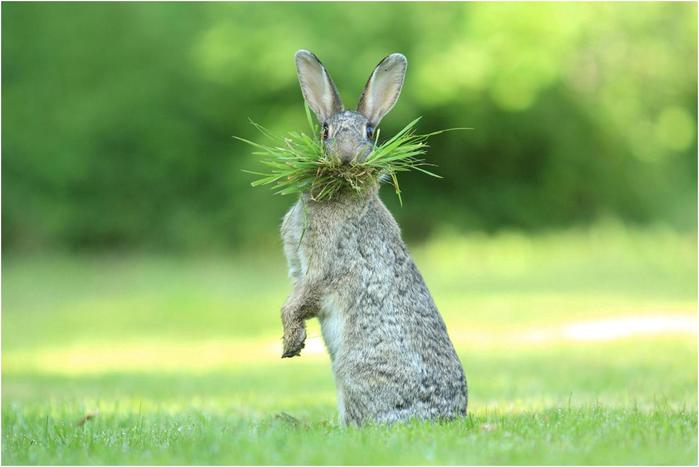 Необычный конкурс Comedy Wildlife Photography Awards 2017