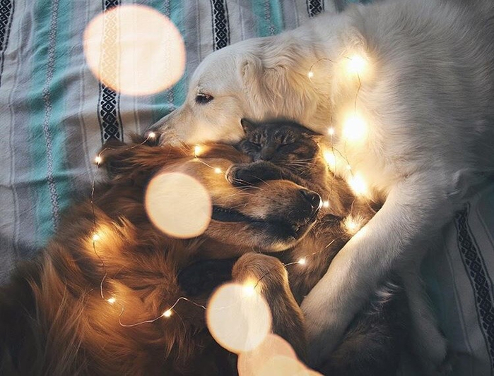 cat and dogs (700x533, 364Kb)