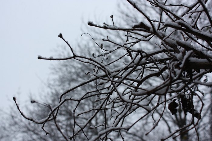 4052195_IMG_6697 (700x466, 234Kb)