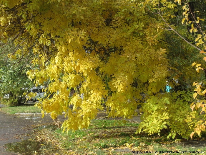 IMG_2747 (700x525, 403Kb)