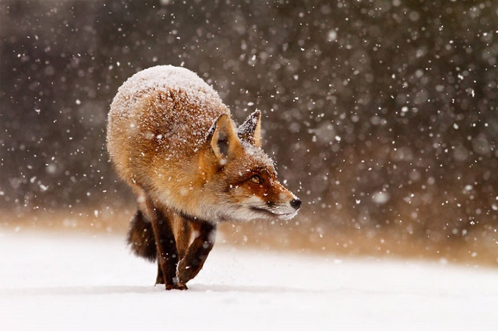 red_fox_snow_2 (700x465, 295Kb)