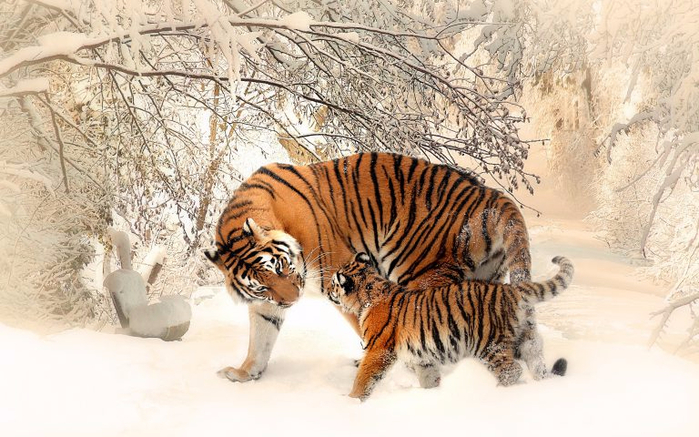 tiger-baby-family-4k-wide-768x480 (700x437, 364Kb)