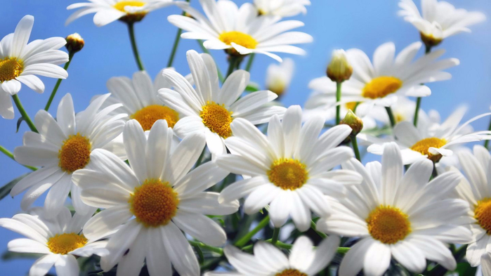 daisy-flower-14 (700x393, 276Kb)