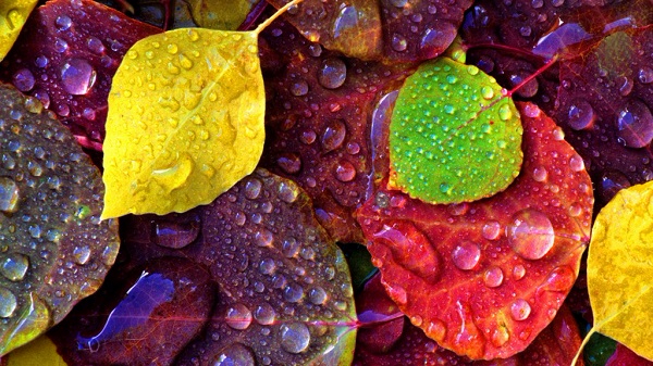 autumn-leaves-colorful-4LOJ-1024x576-MM-90 (600x337, 357Kb)