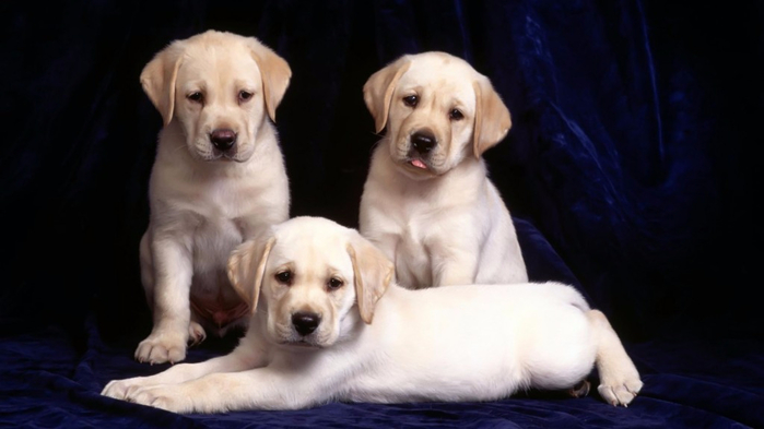 yellow-labrador-puppies-LA3w-1024x576-MM-90 (700x393, 188Kb)