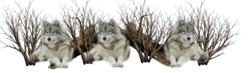 28 (500x147, 182Kb)