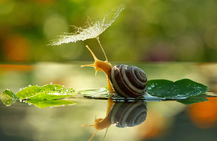 snail-rain (699x455, 252Kb)