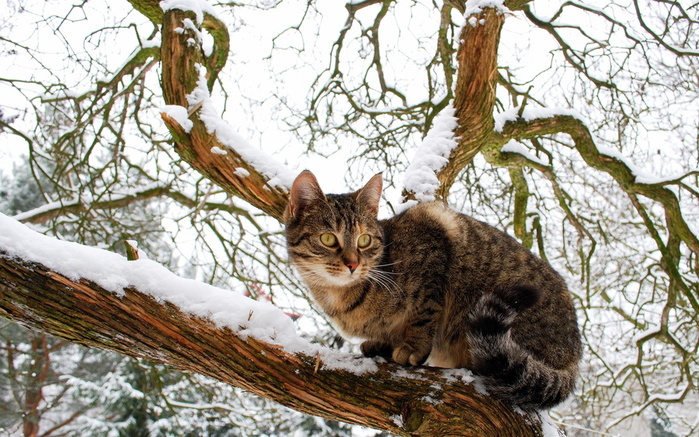 Winter_Cats_Branches_471483_2560x1600 (700x437, 204Kb)