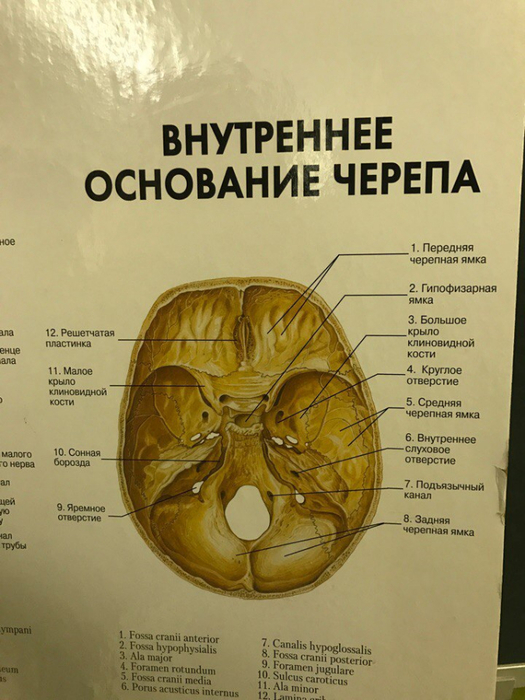 Основание черепа где. Топография внутреннего основания черепа. Строение черепа вид снизу вид изнутри. Внутреннее основание черепа яремное отверстие. Основание черепа анатомия образовано.