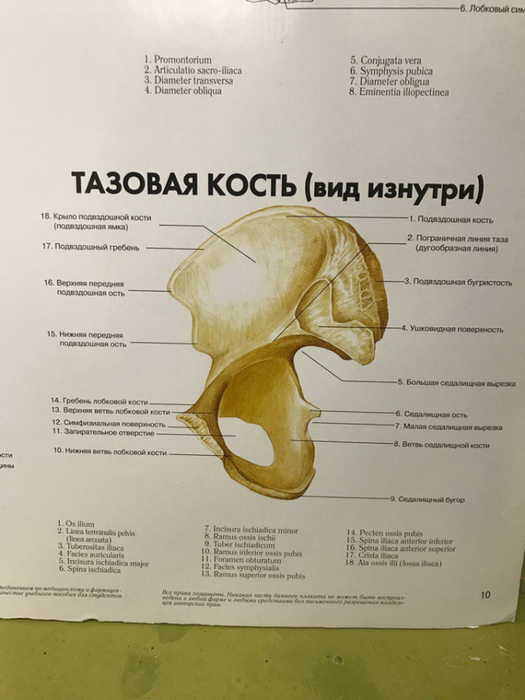 Тазовая кость анатомия человека фото