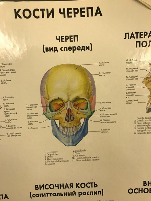 Фото черепа спереди