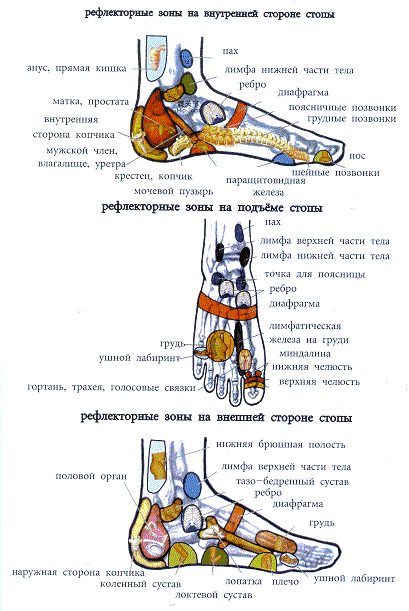 Схема акупунктурных точек