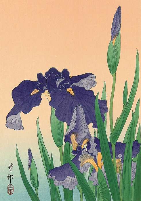 Flowering Iris. (490x700, 405Kb)