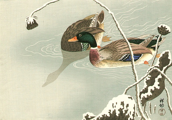 1ducks in the winter (656x457, 309Kb)