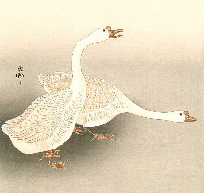 Two White Geese (651x615, 384Kb)