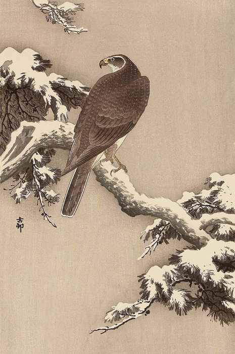 Goshawk_on_a_Snow_Covered_Pine_Branch (465x700, 356Kb)